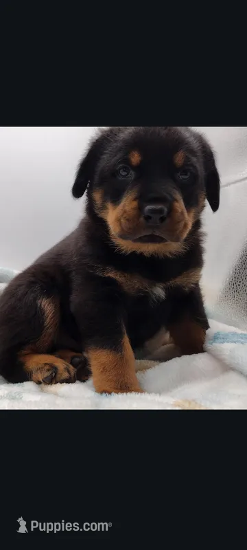 Mr. Aqua  – Rottweiler puppy for sale in Butler, IN