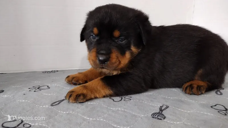 Mr. Aqua  – Rottweiler puppy for sale in Butler, IN