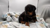 Mr. Aqua , a male Rottweiler for sale in Butler, IN – Photo 3 of 10