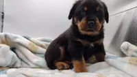 Mr. Aqua , a male Rottweiler for sale in Butler, IN – Photo 6 of 10