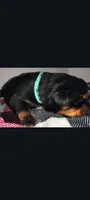 Mr. Aqua , a male Rottweiler for sale in Butler, IN – Photo 4 of 7