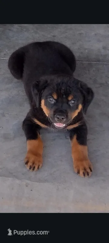 Mr. Red – Rottweiler puppy for sale in Butler, IN