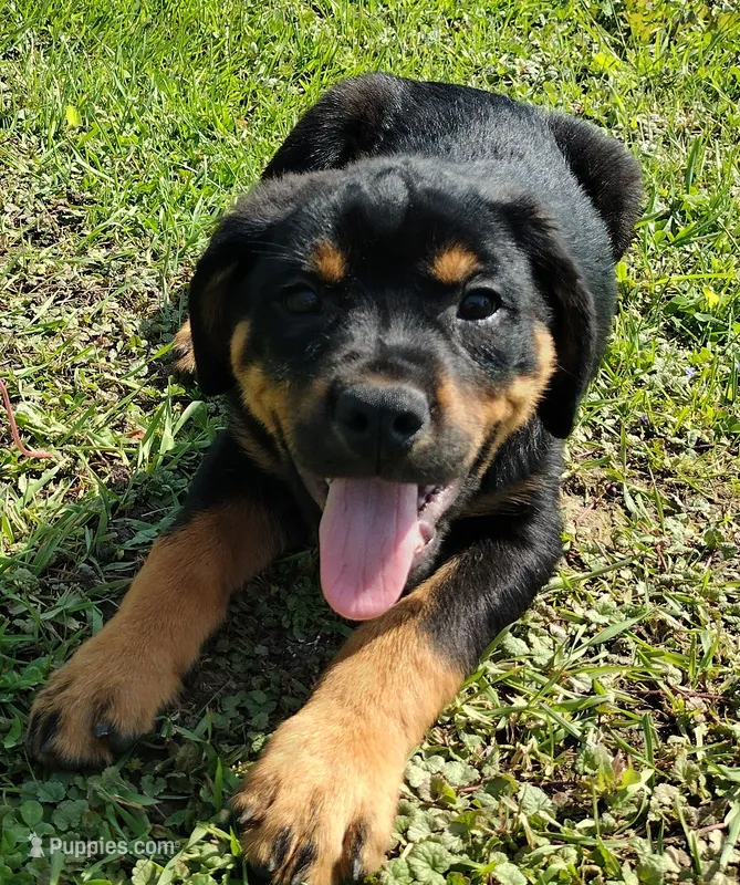 Mr. Red – Rottweiler puppy for sale in Butler, IN