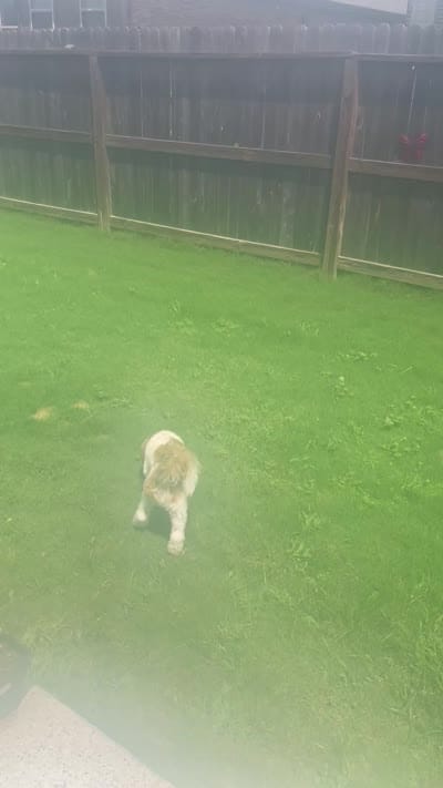 Fluffy, a male Havanese for sale in Cibolo, TX – 3 of 3