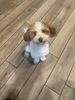 Fluffy, a male Havanese for sale in Cibolo, TX – 1 of 3