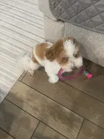 Fluffy, a male Havanese for sale in Cibolo, TX – 2 of 3