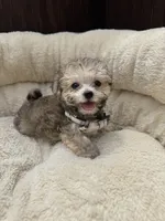 Morkie Male , a male Maltese and Yorkshire Terrier for sale in Atlanta, GA – 2 of 3
