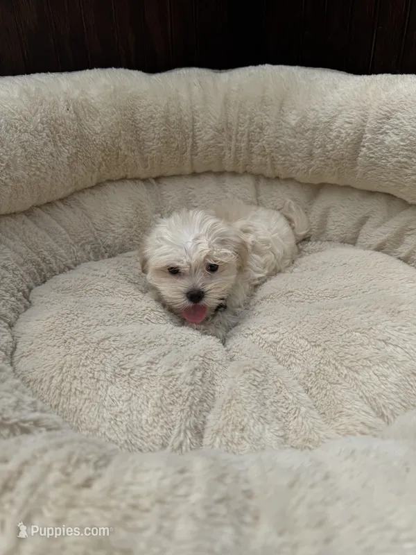 Male Morkie  – Maltese, Yorkshire Terrier puppy for sale in Atlanta, GA