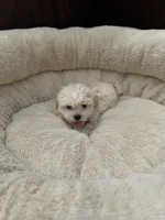 Male Morkie , a male Maltese and Yorkshire Terrier for sale in Atlanta, GA – 1 of 2
