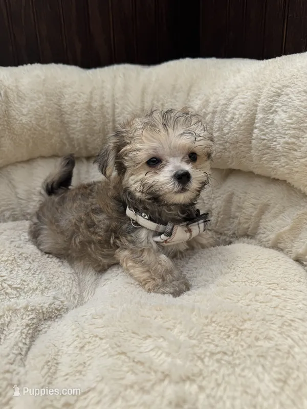 Morkie Male  – Maltese, Yorkshire Terrier puppy for sale in Atlanta, GA