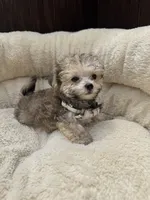 Morkie Male , a male Maltese and Yorkshire Terrier for sale in Atlanta, GA – 1 of 3
