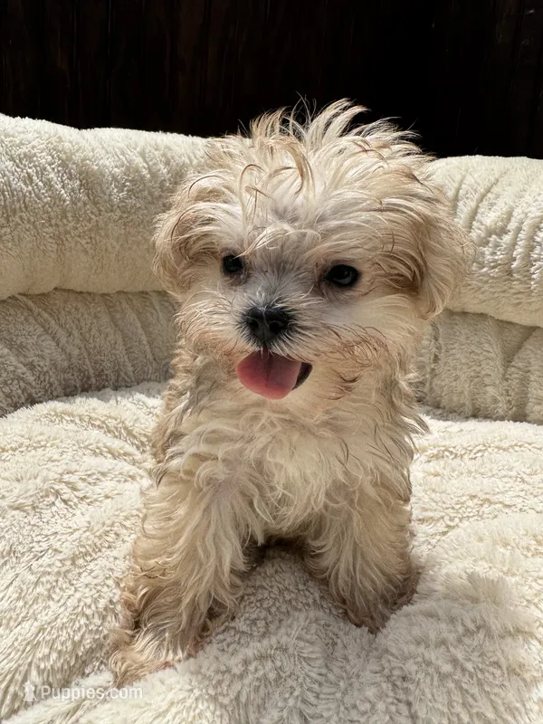 Morkie Female  – Maltese, Yorkshire Terrier puppy for sale in Atlanta, GA