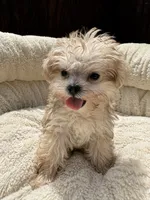 Morkie Female , a male Maltese and Yorkshire Terrier for sale in Atlanta, GA – 1 of 3