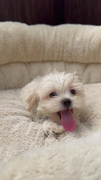 Male Morkie , a male Maltese and Yorkshire Terrier for sale in Atlanta, GA – 2 of 2