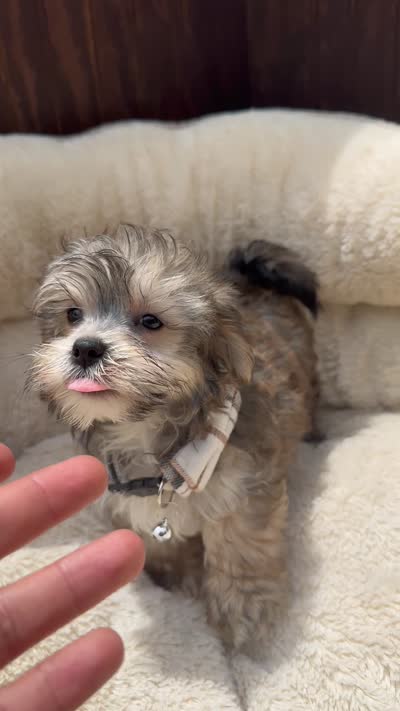 Morkie male , a male Maltese and Yorkshire Terrier for sale in Atlanta, GA – 3 of 3