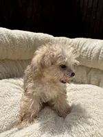 Morkie Female , a male Maltese and Yorkshire Terrier for sale in Atlanta, GA – 2 of 3