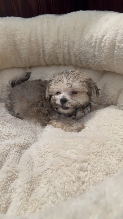 Morkie Male , a male Maltese and Yorkshire Terrier for sale in Atlanta, GA – 3 of 3