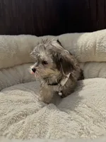 Morkie male , a male Maltese and Yorkshire Terrier for sale in Atlanta, GA – 2 of 3