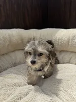 Morkie male , a male Maltese and Yorkshire Terrier for sale in Atlanta, GA – 1 of 3