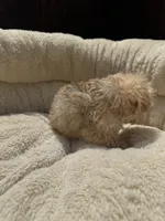 Morkie Female , a male Maltese and Yorkshire Terrier for sale in Atlanta, GA – 3 of 3