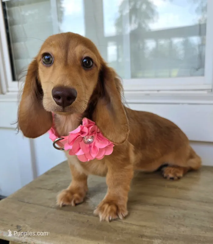 Lady – Miniature Dachshund puppy for sale in Jackson, GA