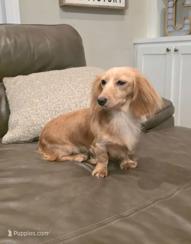 Dolly-Longhair Cream – Miniature Dachshund puppy for sale in Jackson, GA