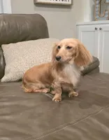 Dolly-Longhair Cream, a female Miniature Dachshund for sale in Jackson, GA – 1 of 4