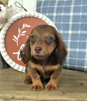Peanut, a male Miniature Dachshund for sale in Jackson, GA – 4 of 7