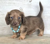 Butterfinger, a male Miniature Dachshund for sale in Jackson, GA – 6 of 9