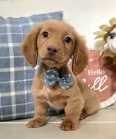 "Benny" Strawberry Cream Dapple, a male Miniature Dachshund for sale in Jackson, GA – 4 of 8