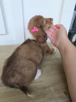 Mabel, a female Miniature Dachshund for sale in Jackson, GA – 6 of 7