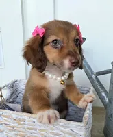 Mabel, a female Miniature Dachshund for sale in Jackson, GA – 1 of 7