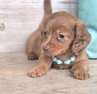 Copper-Longhair Choc/Red, a male Miniature Dachshund for sale in Jackson, GA – 4 of 7