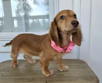Lady, a female Miniature Dachshund for sale in Jackson, GA – 3 of 8