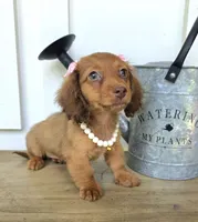 Lily Girl, a female Miniature Dachshund for sale in Jackson, GA – 5 of 8