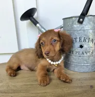 Lily Girl, a female Miniature Dachshund for sale in Jackson, GA – 3 of 8