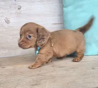 Copper-Longhair Choc/Red, a male Miniature Dachshund for sale in Jackson, GA – 7 of 7