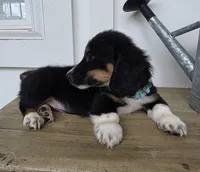 Toby, a male Miniature Dachshund for sale in Jackson, GA – 2 of 9