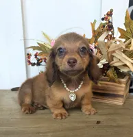 Millie-Mini Longhair, a female Miniature Dachshund for sale in Jackson, GA – 3 of 9