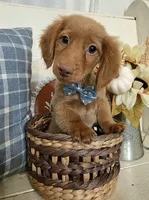 "Benny" Strawberry Cream Dapple, a male Miniature Dachshund for sale in Jackson, GA – 7 of 8