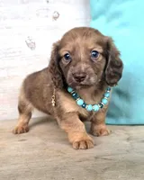 Butterfinger, a male Miniature Dachshund for sale in Jackson, GA – 8 of 9
