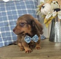 Peanut, a male Miniature Dachshund for sale in Jackson, GA – 3 of 7
