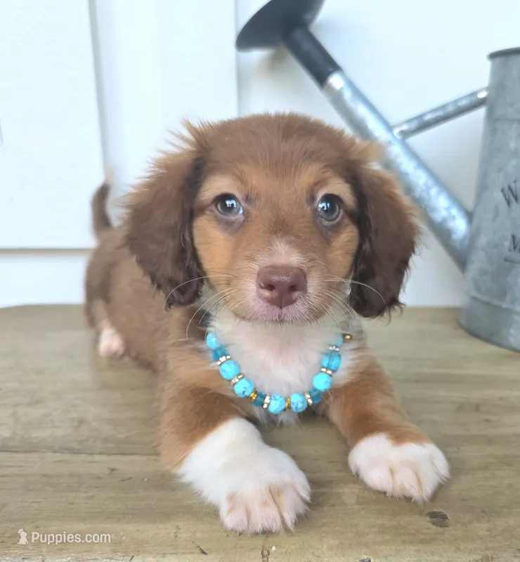 Alfie – Miniature Dachshund puppy for sale in Jackson, GA