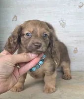 Butterfinger, a male Miniature Dachshund for sale in Jackson, GA – 7 of 9