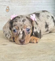 Candy Girl-Chocolate Dapple, a female Miniature Dachshund for sale in Jackson, GA – 2 of 6