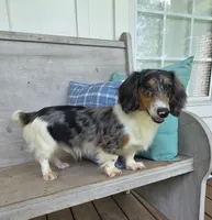 Spanky Longhair Dapple CKC, a male Dachshund and Miniature Dachshund for sale in Jackson, GA – 5 of 6