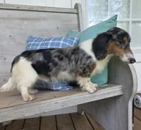 Spanky Longhair Dapple CKC, a male Dachshund and Miniature Dachshund for sale in Jackson, GA – 4 of 6