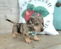Rolo-Chocolate Dapple, a male Miniature Dachshund for sale in Jackson, GA – 9 of 9