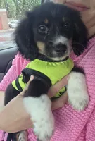 Toby, a male Miniature Dachshund for sale in Jackson, GA – 9 of 9