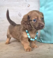 Butterfinger, a male Miniature Dachshund for sale in Jackson, GA – 3 of 9
